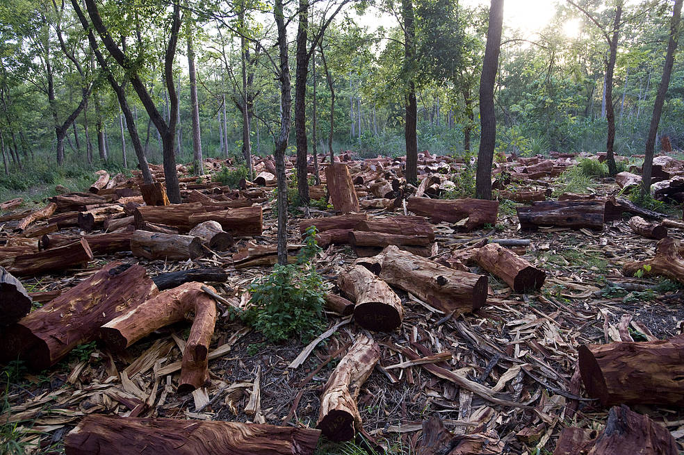 deforestation-andy-carter-mp