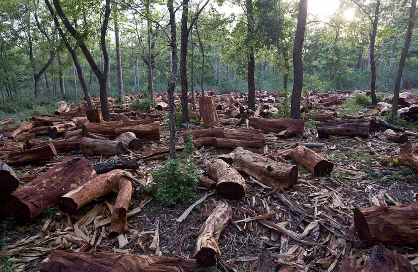 Deforestation 